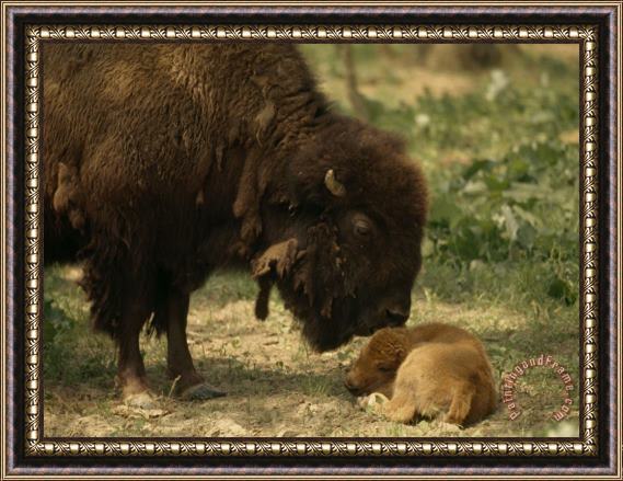 Raymond Gehman American Bison And Her Young Calf Framed Print