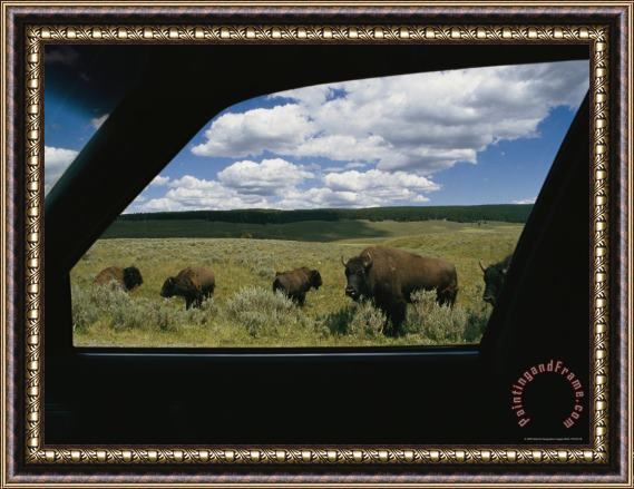 Raymond Gehman American Bison Bison Bison Photographed From Inside a Car Framed Print