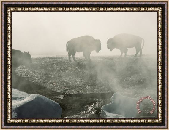 Raymond Gehman American Bison in Grand Prismatic Hot Springs Framed Print