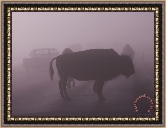 Raymond Gehman American Bison on a Foggy Road in Yellowstone National Park Framed Print