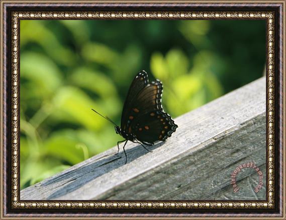 Raymond Gehman An Admiral Butterfly Perched on a Fence Post Framed Painting