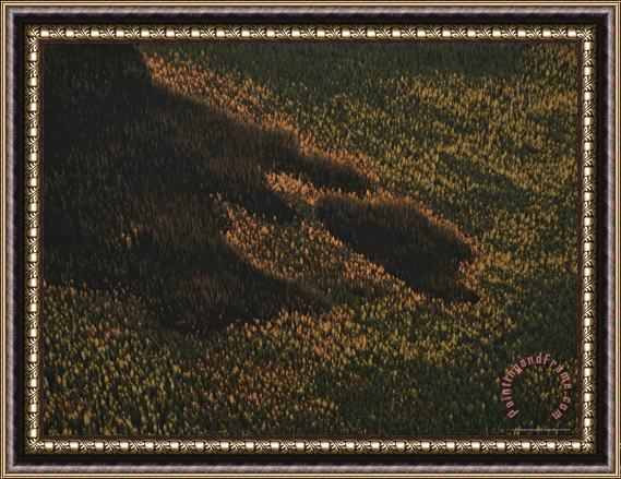 Raymond Gehman An Aerial View of a Forest with Wide Areas of Damage by Fire Framed Painting