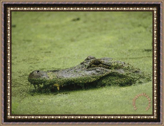 Raymond Gehman An Alligator Swims Through Duckweed Elm Lake Brazos Bend State Park Framed Painting