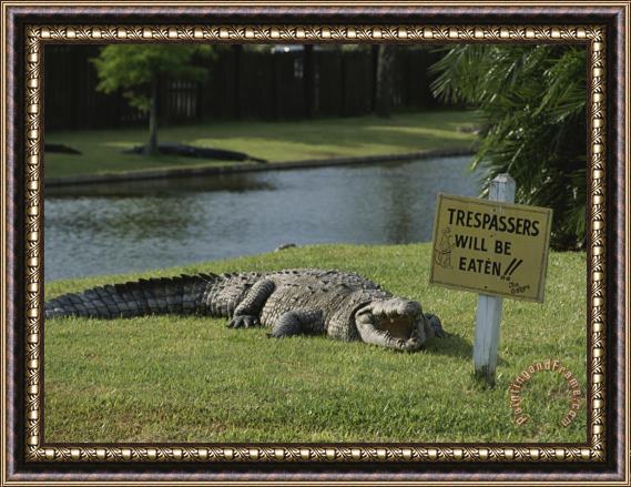 Raymond Gehman An American Alligator on a Lawn Next to a Humorous Warning Sign Framed Print