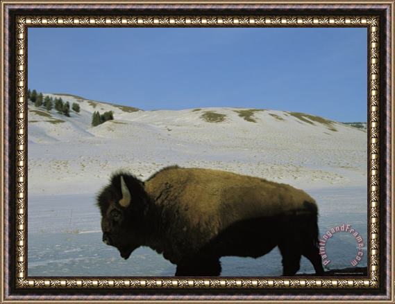 Raymond Gehman An American Bison Stands in a Wintry Landscape Framed Print