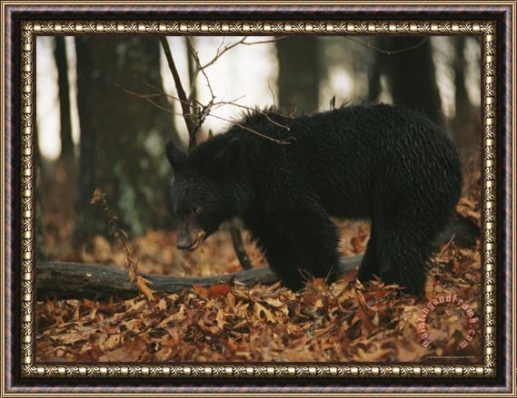 Raymond Gehman An American Black Bear Eating Acorns Framed Painting