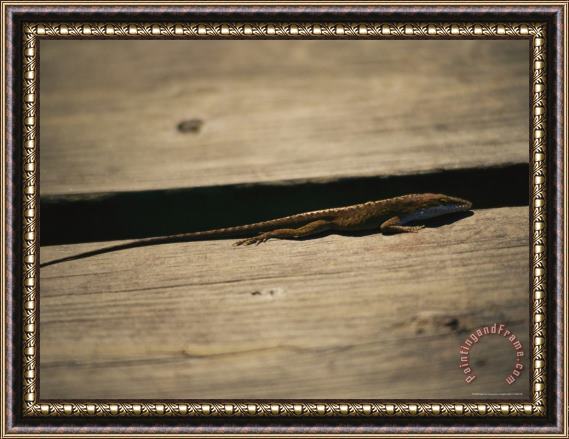 Raymond Gehman An Anole Lizard Rests on a Piece of Weathered Wood Framed Painting
