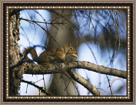 Raymond Gehman An Arboreal Red Squirrel Perches on a Tree Branch While Eating a Pine Nut Framed Painting