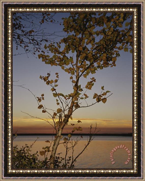Raymond Gehman An Aspen in Fall Colors Stands in Front of a Lake at Twilight Framed Print