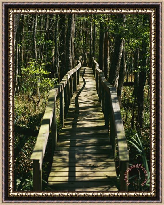 Raymond Gehman An Elevated Board Walkway Crosses a Marshy Spot in a Forest Framed Painting