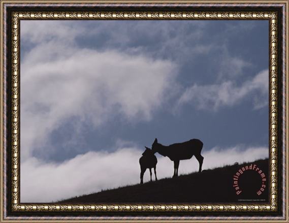 Raymond Gehman An Elk Cow And Her Calf Silhouetted on a Yellowstone Hillside Framed Print