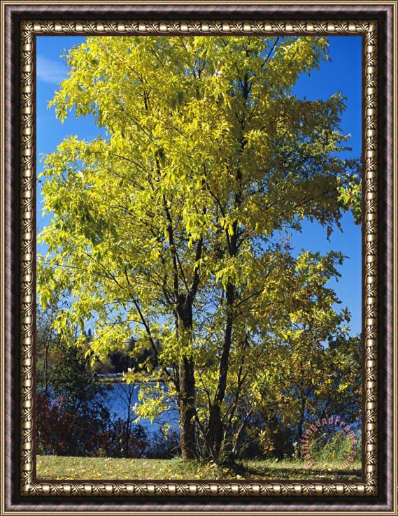 Raymond Gehman An Oak Tree in Early Fall Foliage Stands on The Edge of Falcon Lake Framed Painting
