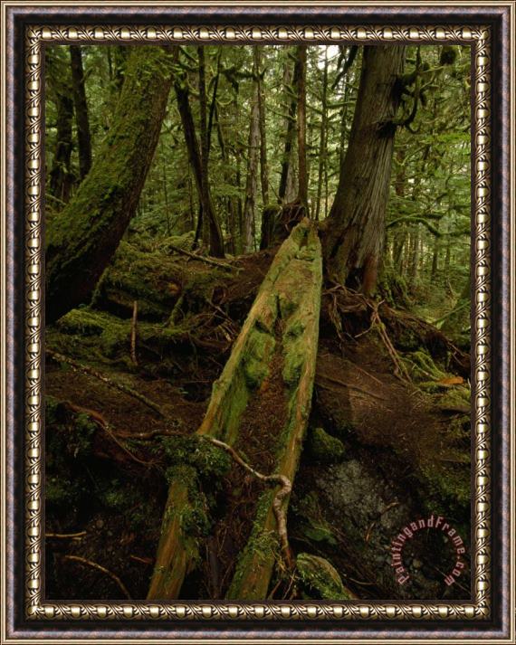 Raymond Gehman An Old Haida Cedar Canoe Found in The Forest Framed Painting