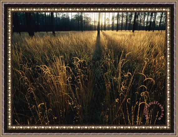 Raymond Gehman An Open Meadow Created by Periodic Fires Which Sweep This Area Framed Painting