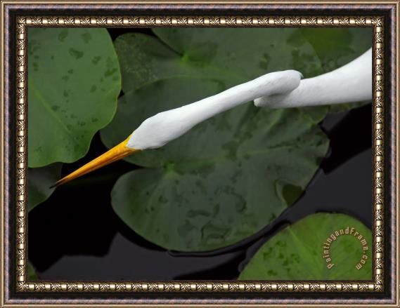 Raymond Gehman An Orange Beaked Great White Egret Hunting Among Wetland Lily Pads Framed Print