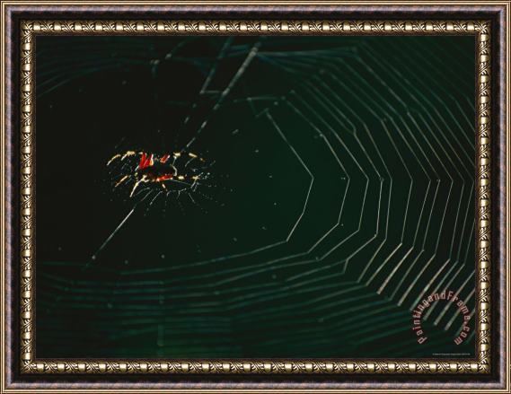 Raymond Gehman An Orb Weaver Spider And Its Web Sparkle in The Sunshine Framed Print