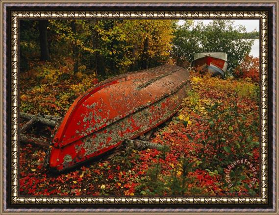 Raymond Gehman An Upturned Rowboat Among Red Osier Dogwoods in Fall Foliage Framed Print
