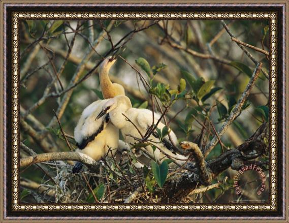 Raymond Gehman Anhinga Chicks in a Nest Anhinga Anhinga Framed Painting