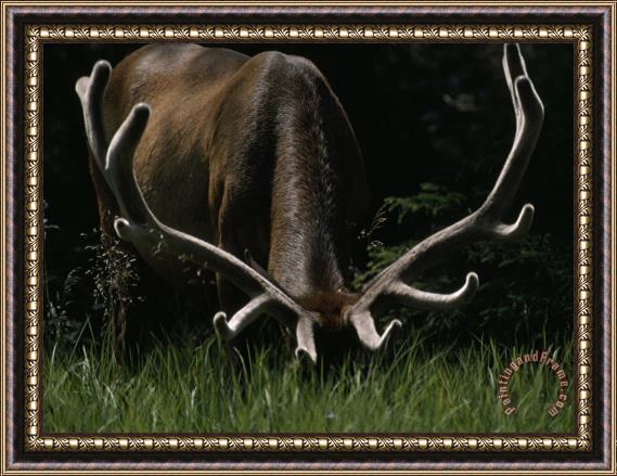 Raymond Gehman Antlers Sheathed in Summer Velvet a Mature Bull Wapiti Grazes Near The Gibbon River Framed Painting