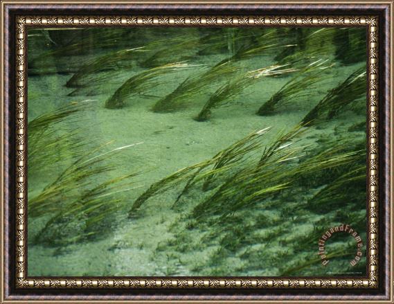 Raymond Gehman Aquatic Grasses Bend with The Flow of a Waterway Framed Painting