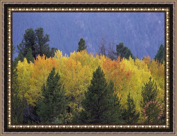 Raymond Gehman Aspen Trees Autumn Gallatin National Forest Montana Framed Print