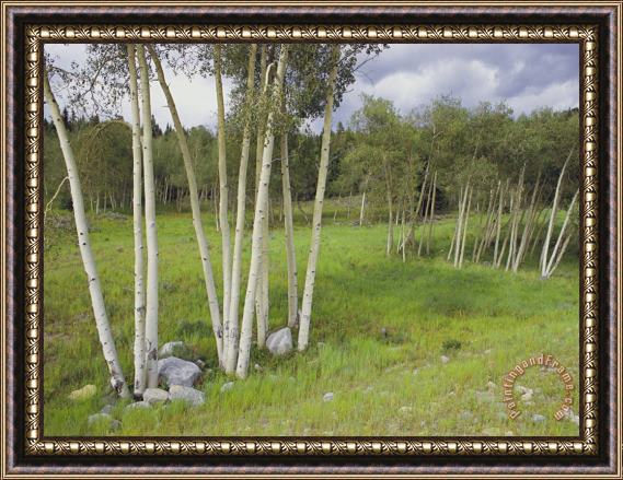 Raymond Gehman Aspen Trees Shoshone National Forest Wyoming Framed Painting