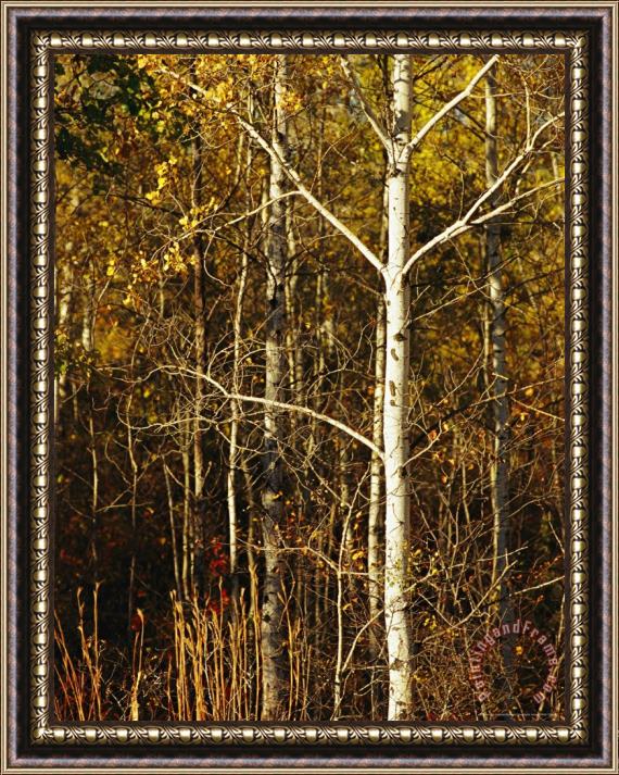 Raymond Gehman Aspen Trees with Autumn Foliage in Whiteshell Provincial Park Framed Painting