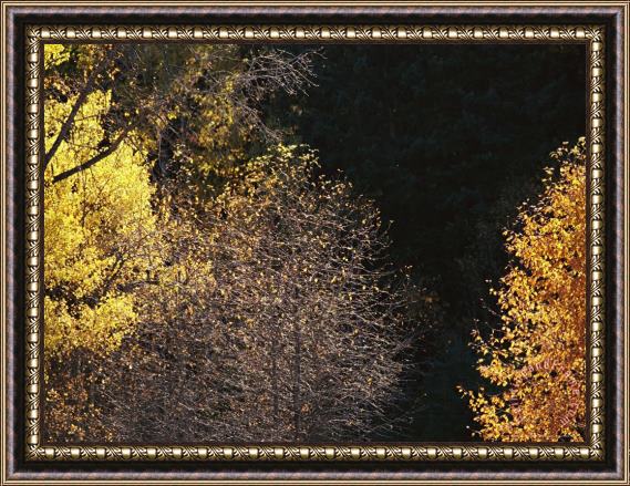 Raymond Gehman Aspens Some Without Leaves Along The Boreal Island Trail Framed Painting