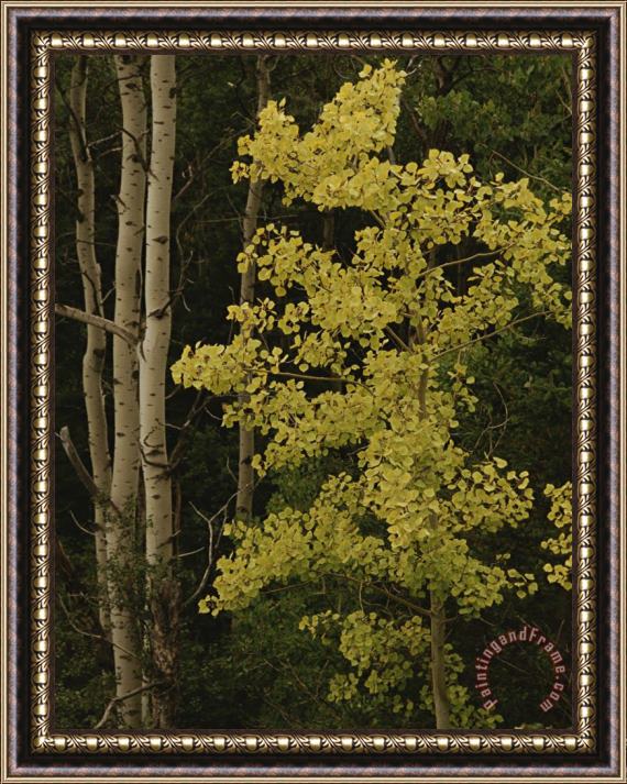 Raymond Gehman Aspens Stand Tall in This Woodlands View Framed Painting