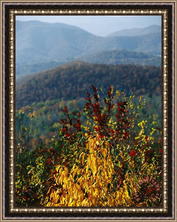 Raymond Gehman Autumn Colored Cherry Tree with View of Blue Ridge Mountains Framed Painting
