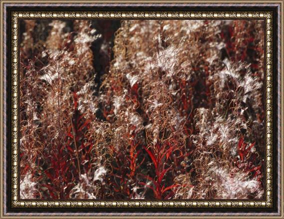 Raymond Gehman Autumn Colored Meadow Grasses in The Mackenzie River Delta Framed Painting