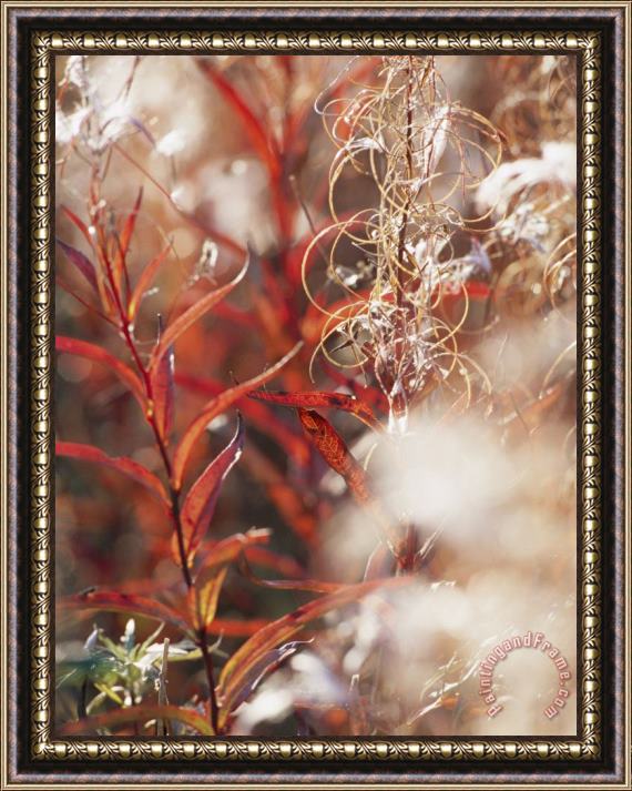 Raymond Gehman Autumn Colored Meadow Grasses in The Mackenzie River Delta Framed Painting