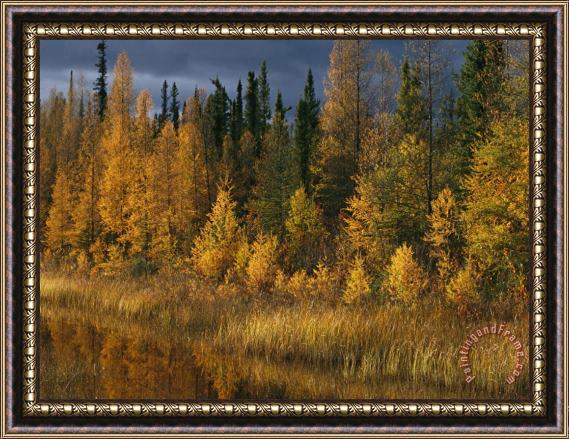 Raymond Gehman Autumn Colors Are Displayed in The Sedges And Tamarack Trees Framed Print