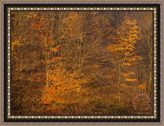 Raymond Gehman Autumn Colors in The Jefferson National Forest Framed Painting