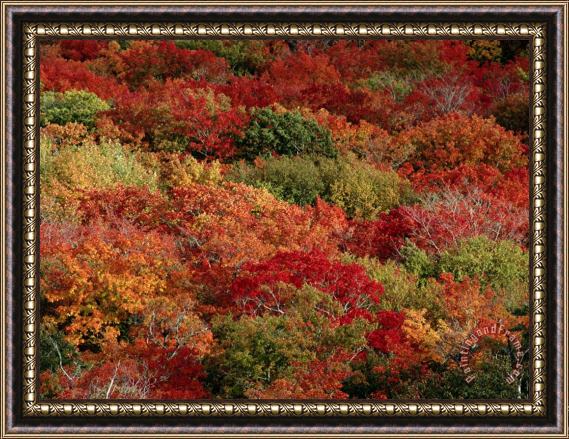 Raymond Gehman Autumn Colors Paint a Canadian Forest Framed Painting