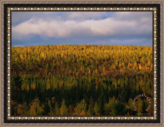 Raymond Gehman Autumn Foliage Along The Mckenzie River Framed Painting