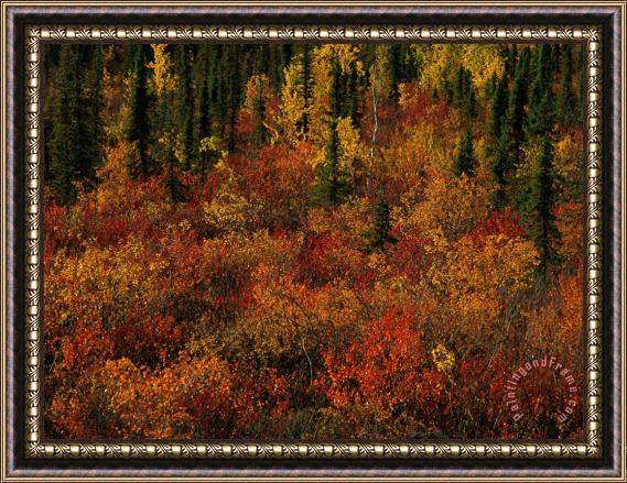 Raymond Gehman Autumn Foliage Along The Mckenzie River Framed Print