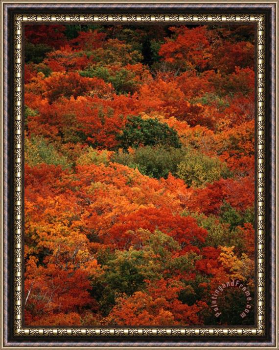 Raymond Gehman Autumn Foliage Decorates The Park Framed Painting