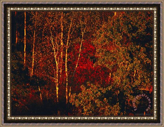 Raymond Gehman Autumn Foliage in The Late Afternoon Light Framed Painting