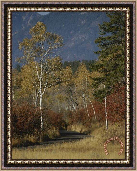 Raymond Gehman Autumn Foliage Targhee National Forest Palisades Idaho Framed Print