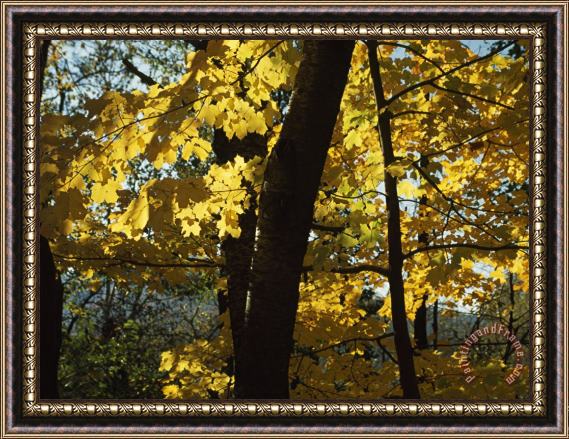 Raymond Gehman Backlit Maple Leaves Glowing Yellow in Autumn Framed Painting