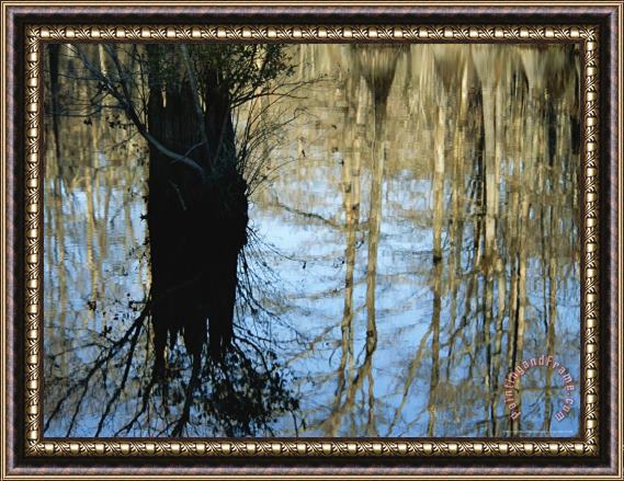 Raymond Gehman Bald Cypress Tree And Reflections in a Swampy Woodland Framed Painting