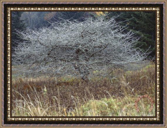 Raymond Gehman Bare Crabapple Tree in a Meadow Framed Painting
