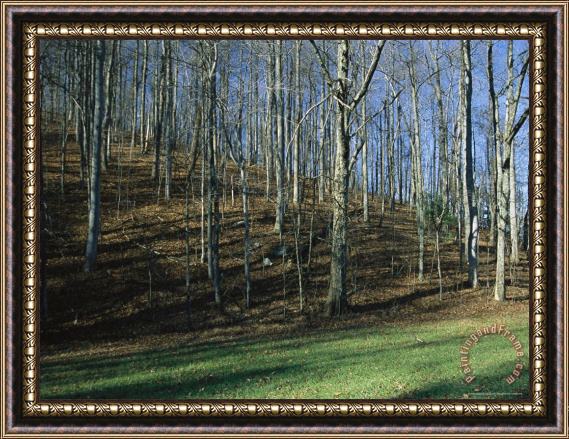 Raymond Gehman Bare Forest at Peaks of Otter Framed Painting