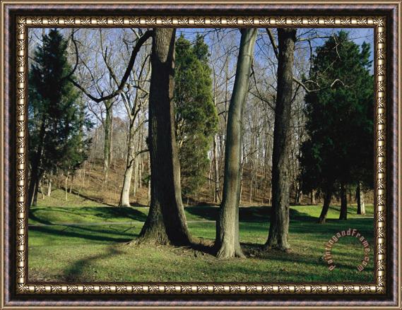 Raymond Gehman Bare Hardwood Trees Against a Backdrop of Cedars in a Clearing Framed Painting