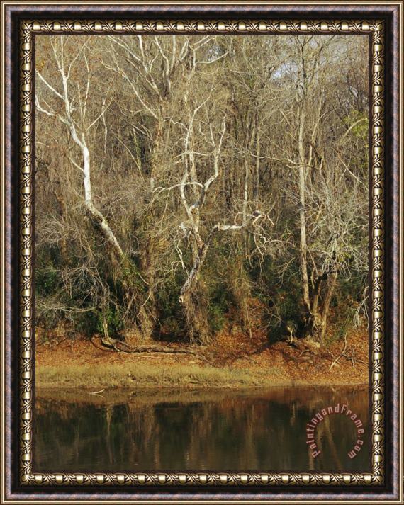 Raymond Gehman Bare Sycamore Trees Along The Cape Fear River Framed Print
