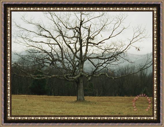 Raymond Gehman Bare Tree in a Meadow with Morning Fog Framed Print