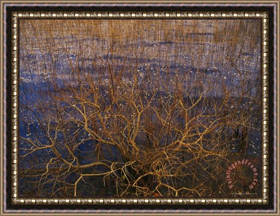 Raymond Gehman Bay Tree Branches Along The Edge of Lake Waccamaw The Worlds Largest Carolina Bay Framed Painting