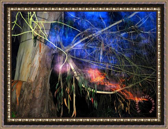 Raymond Gehman Bay Tree Flashed at Night in Buena Vista Park Framed Print