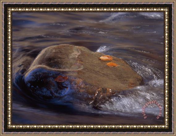 Raymond Gehman Beech Leaves on a Boulder with River Waters Rushing Past Framed Painting